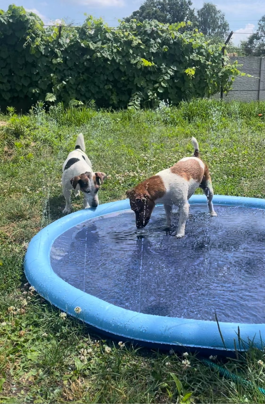 Piscina y Rociador para mascotas