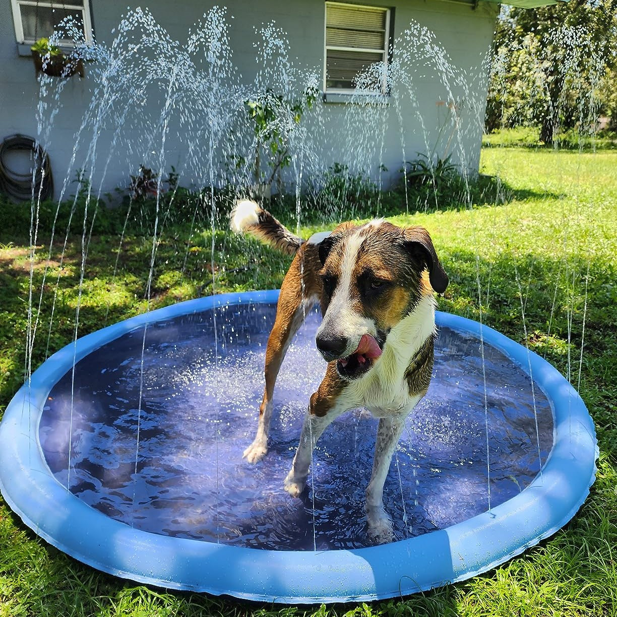 Piscina y Rociador para mascotas