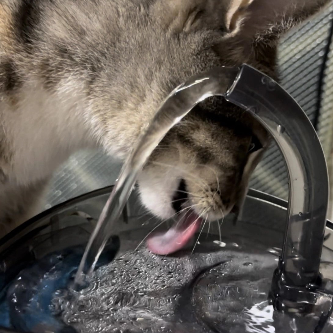 Fuente de Agua para Gatos y mascotas