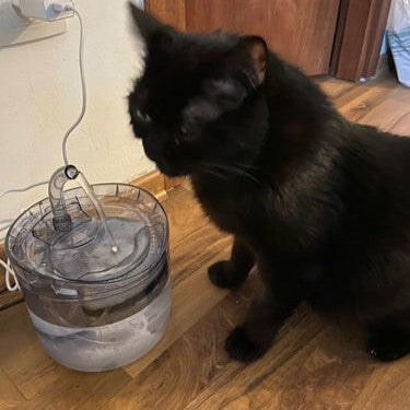 Fuente de Agua para Gatos y mascotas