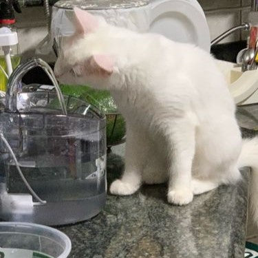 Fuente de Agua para Gatos y mascotas